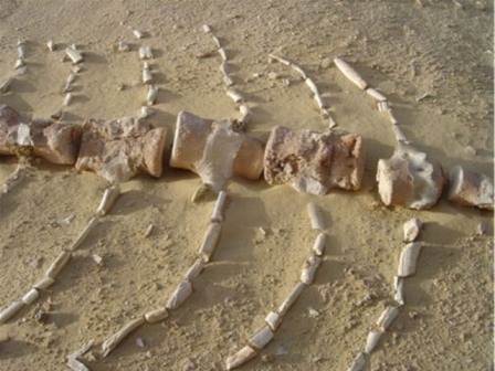 Wadi El Hitan